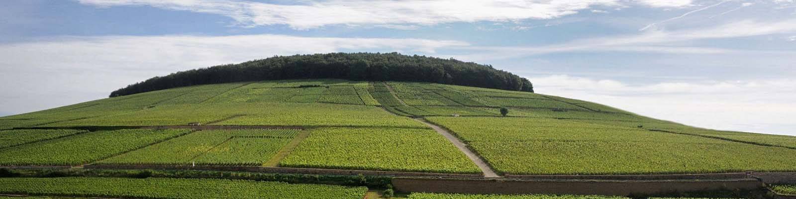 Corton-Charlemagne