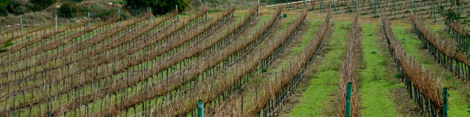 Ella Valley Winery