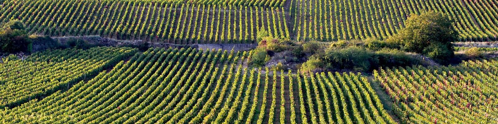 Gevrey-Chambertin