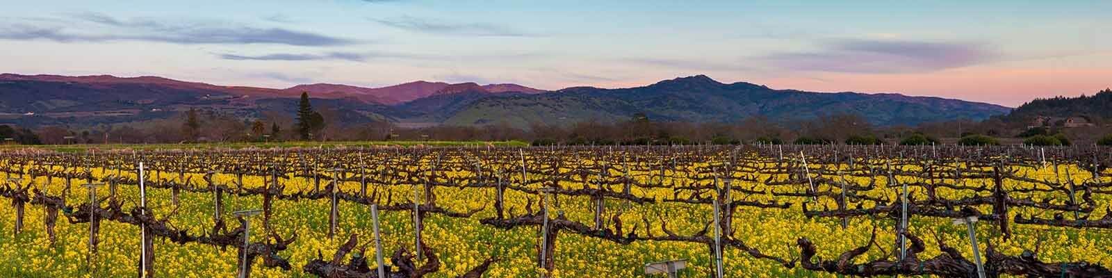 Our collection of Napa Valley - Find this at Onshore Cellars your yacht wine supplier