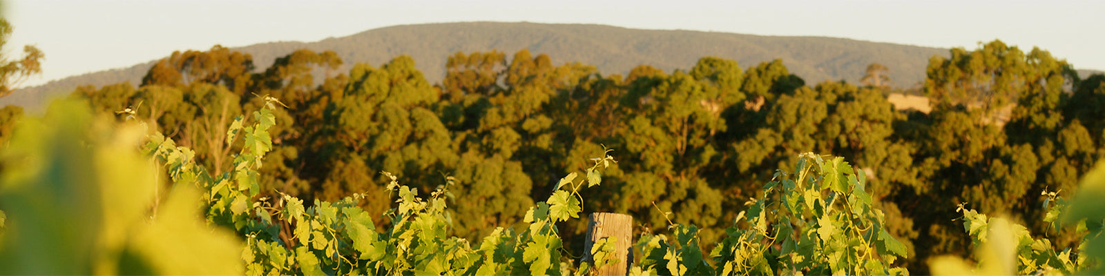 The Ned - Marisco Vineyards