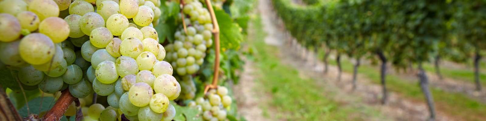 Our collection of Grape Riesling - Find this at Onshore Cellars your yacht wine supplier