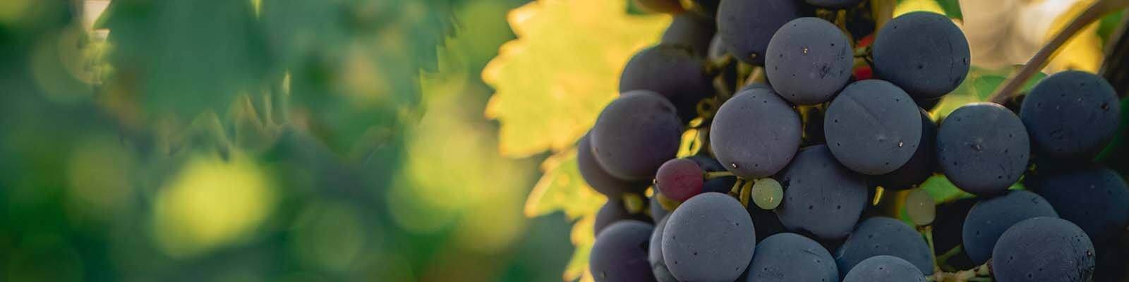 Our collection of Sangiovese - Find this at Onshore Cellars your yacht wine supplier