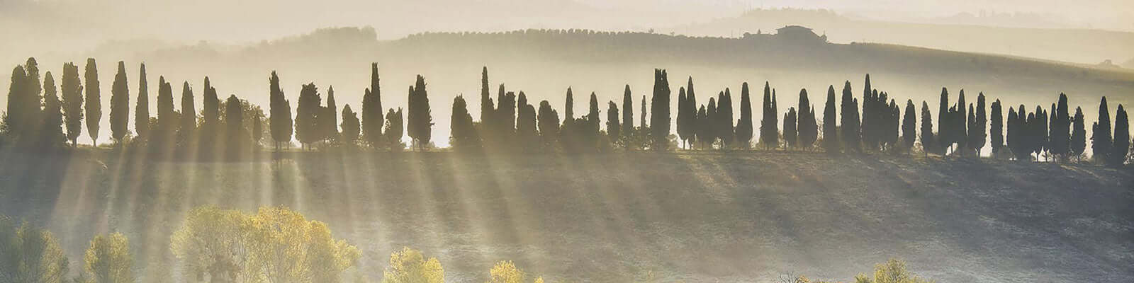 A row of tall, slender trees stands on a misty hillside, with sunlight streaming through, creating a tranquil and picturesque landscape.
