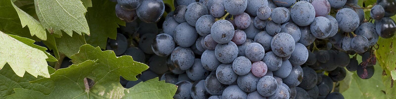 Our collection of Carignan - Find this at Onshore Cellars your yacht wine supplier