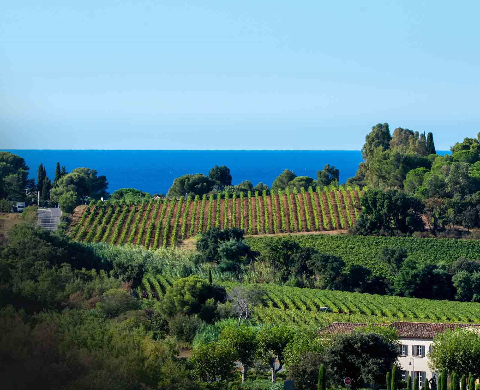 A Provence vineyard running down to the Mediterranean