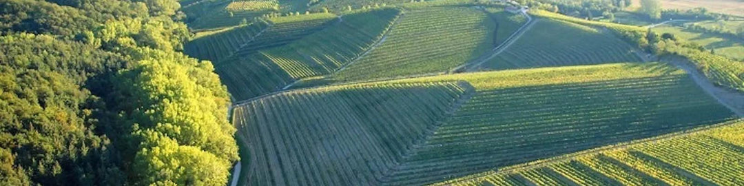 Colli Orientali del Friuli DOC