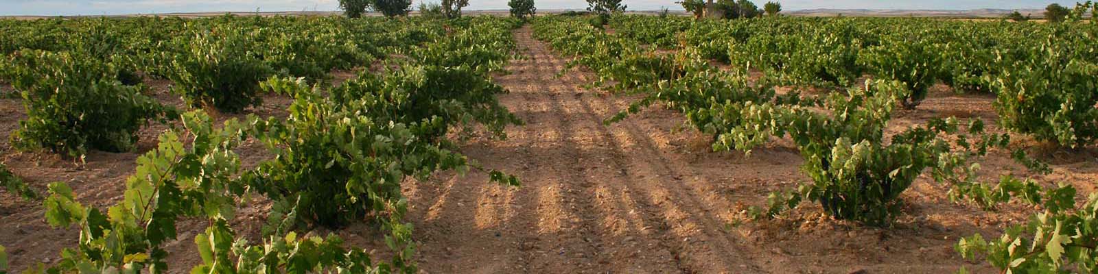 A vineyard with rows of green grapevines stretches into the distance under a clear sky. The ground is dry and sandy, with a few trees dotting the horizon.