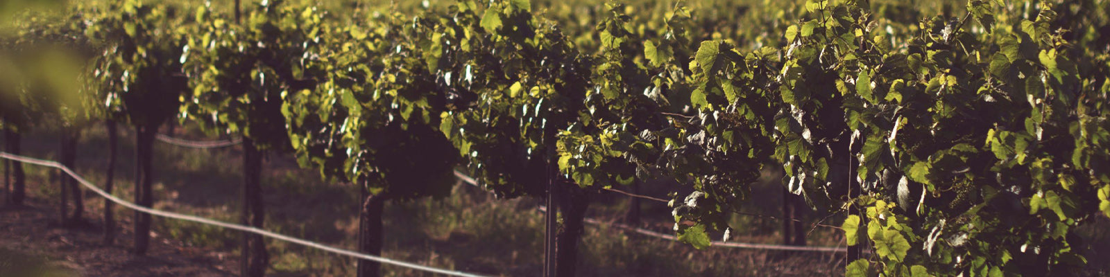 Vega Demara Winery