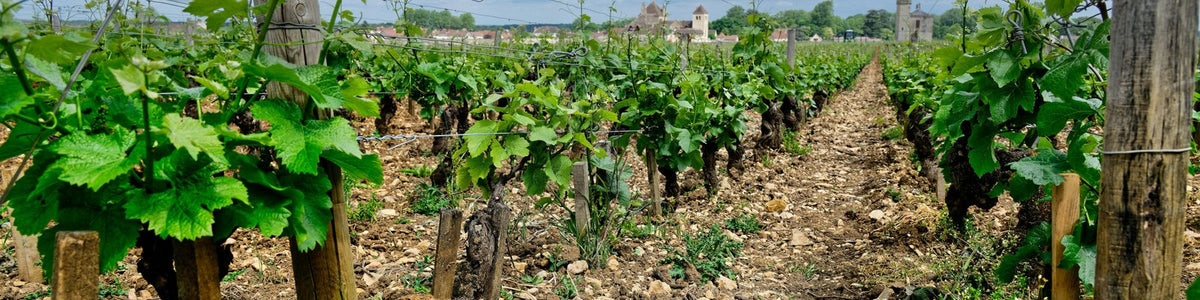 Clos du Tart