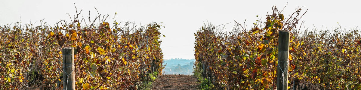 Langhe