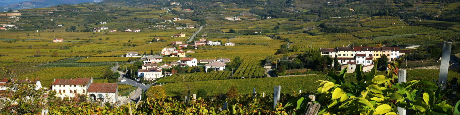 Sauvignon del Veneto IGT