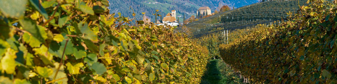 Trentino DOC