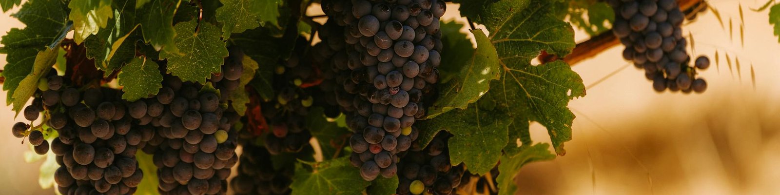 Australia - Red wines