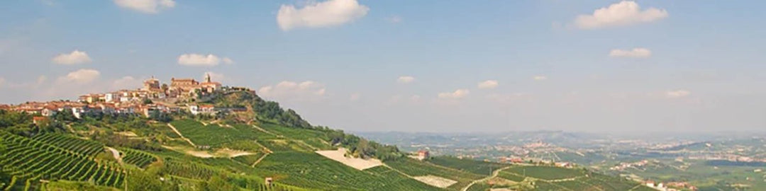 Barbera d’Alba DOC - Onshore Cellars