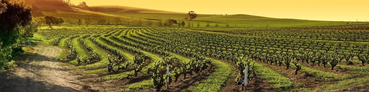 Barossa Valley - Onshore Cellars