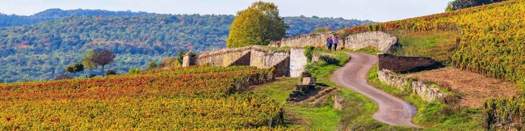 Beaune - Onshore Cellars