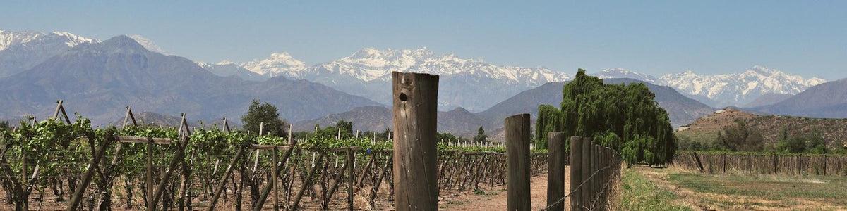 Chile - White wine