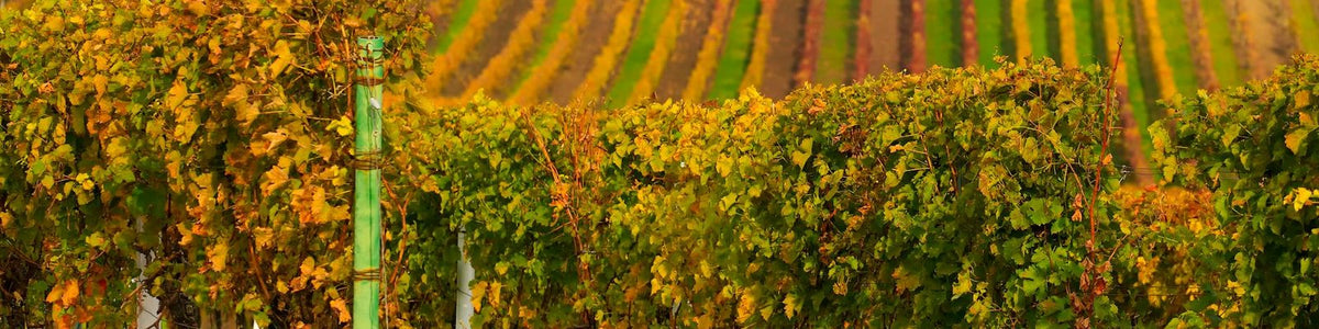 Croatia - Red wine