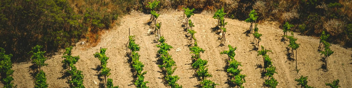 Croatia - White wine