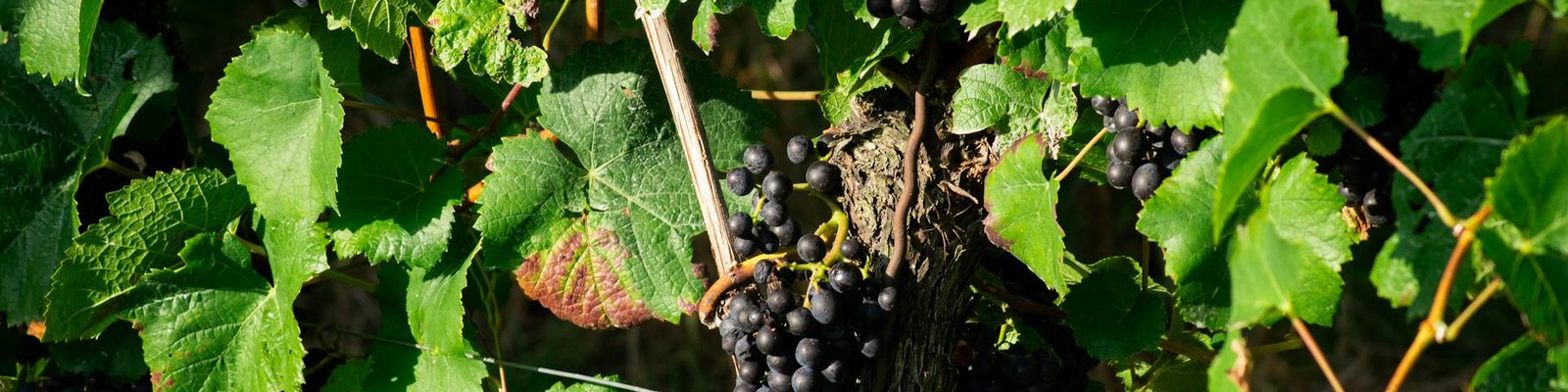 Aglianico