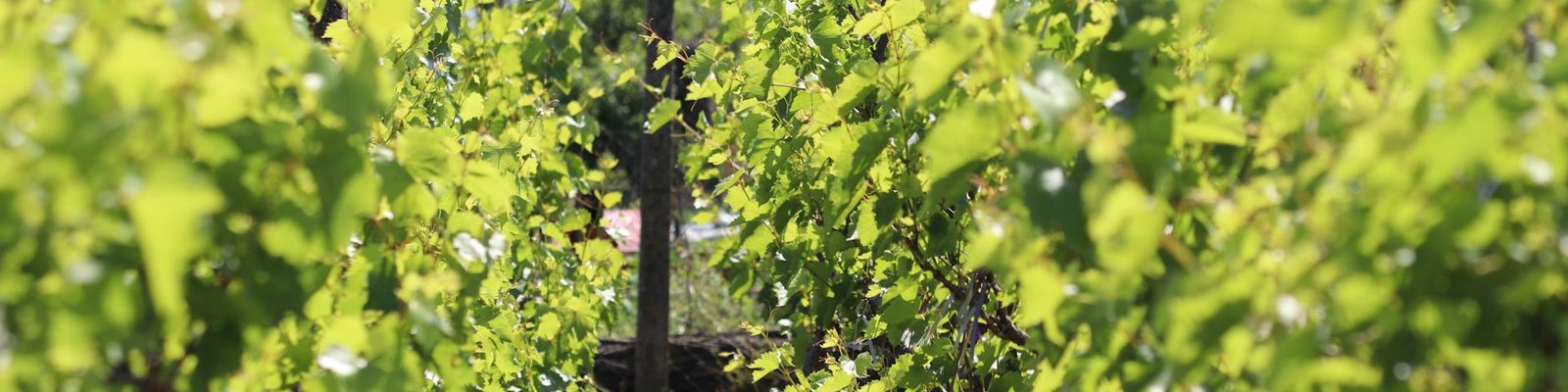 Furmint