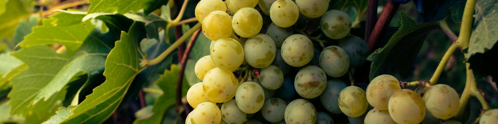 Garganega