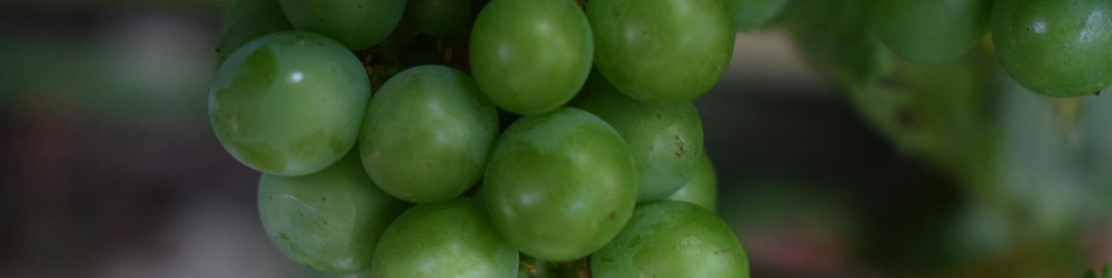 Mauzac