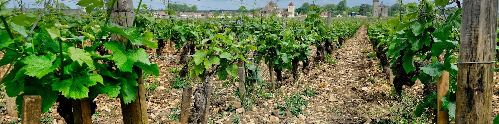Melon De Bourgogne