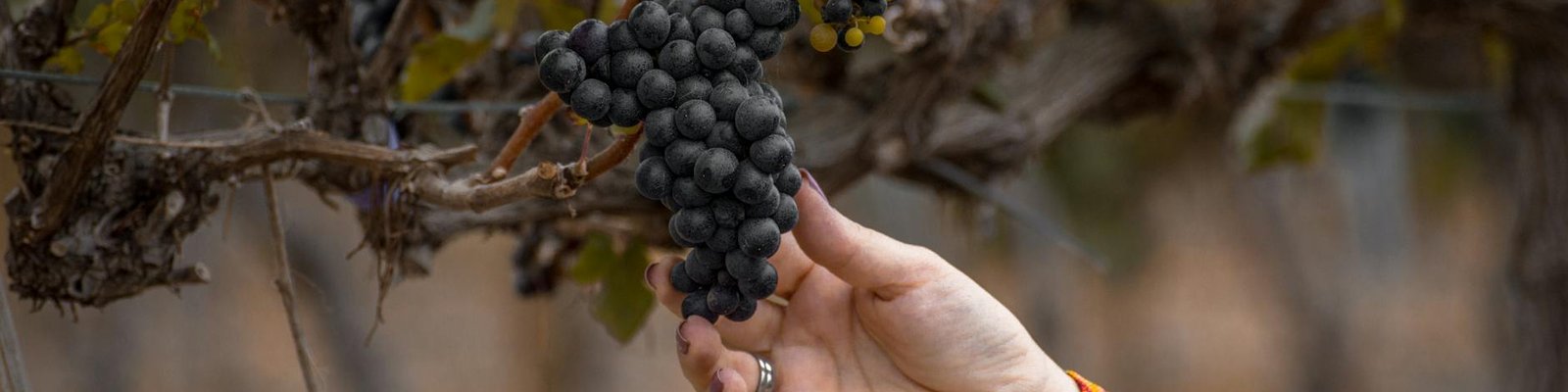 Mencia