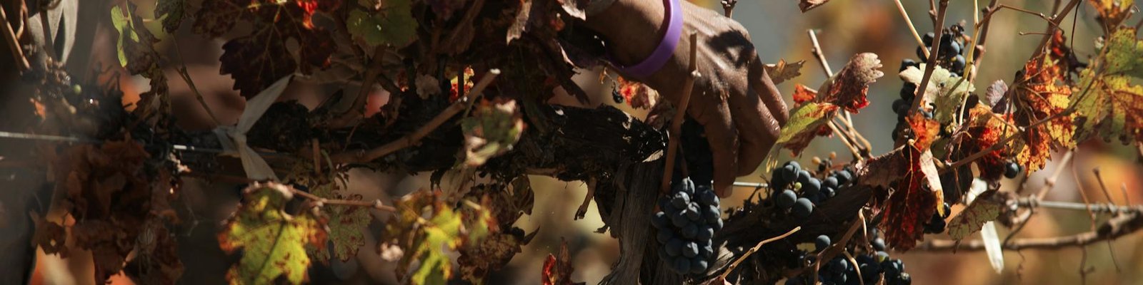 Petite Sirah