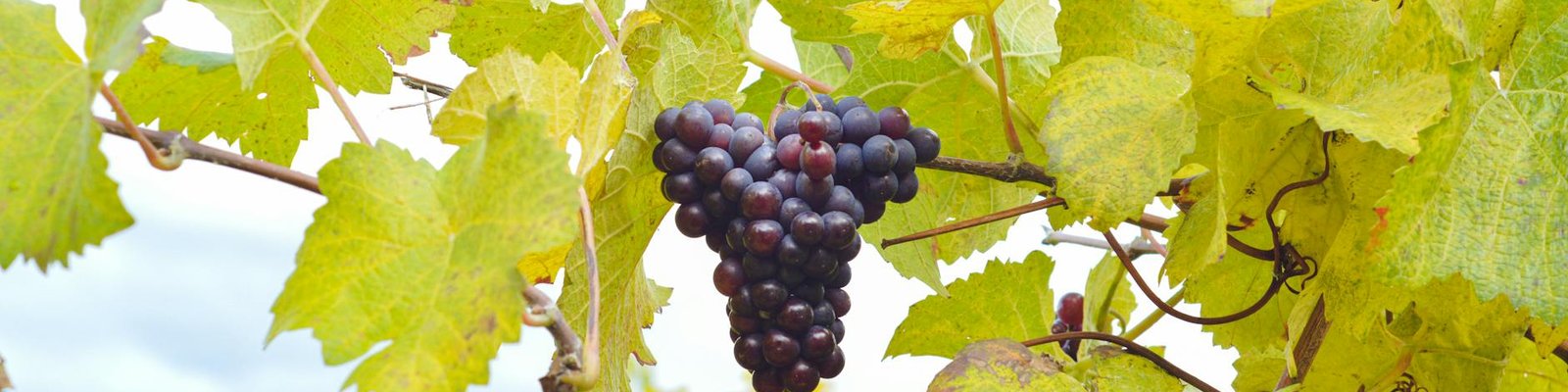 Pinot Noir