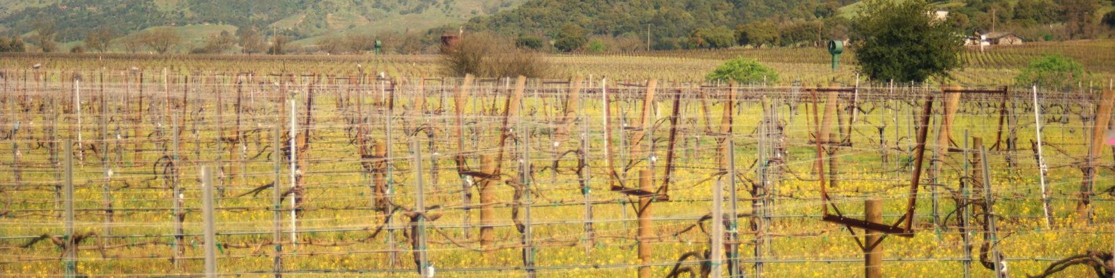 Roussanne