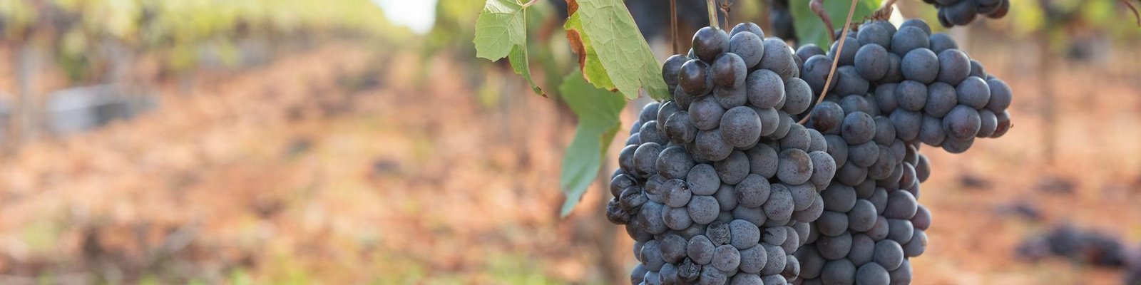 Tempranillo