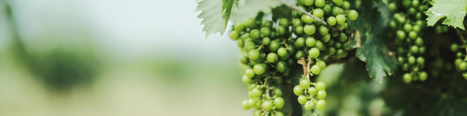 Tokaji Blend