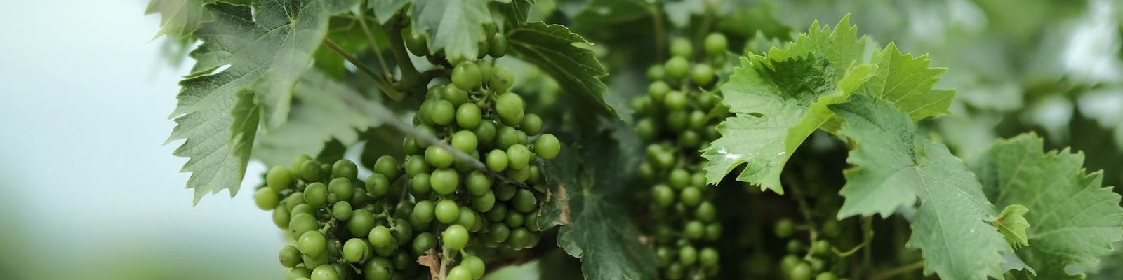 Verdejo