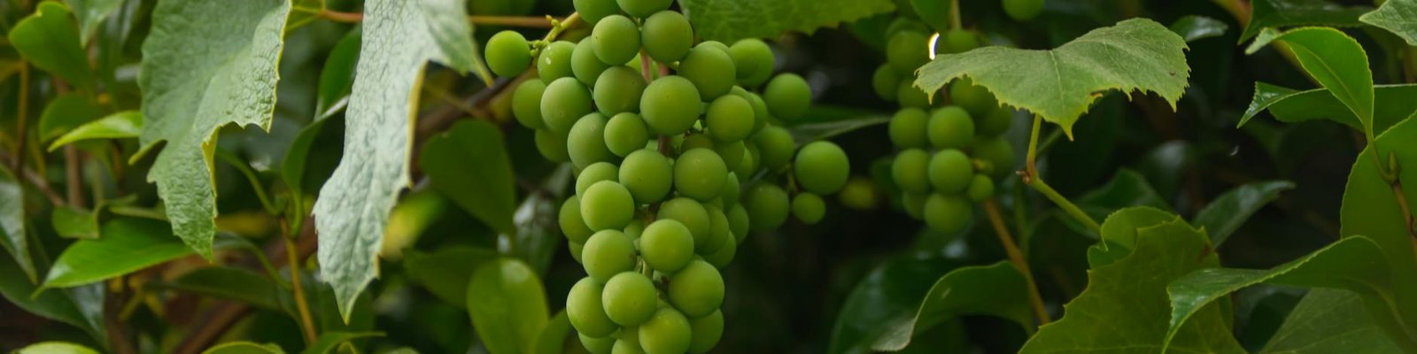 Verdicchio