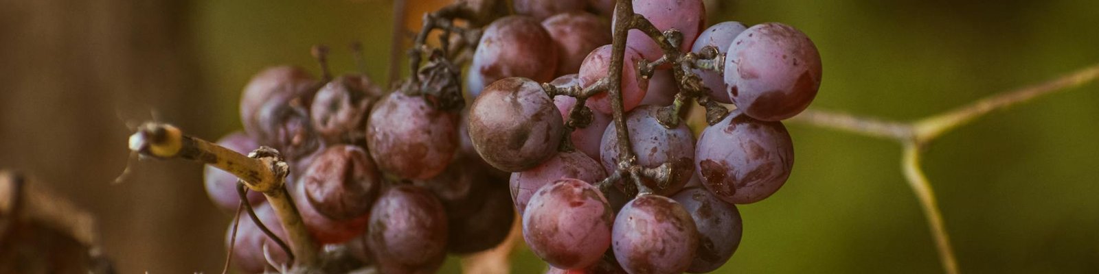 Zinfandel