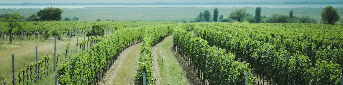 Hungary - White wine