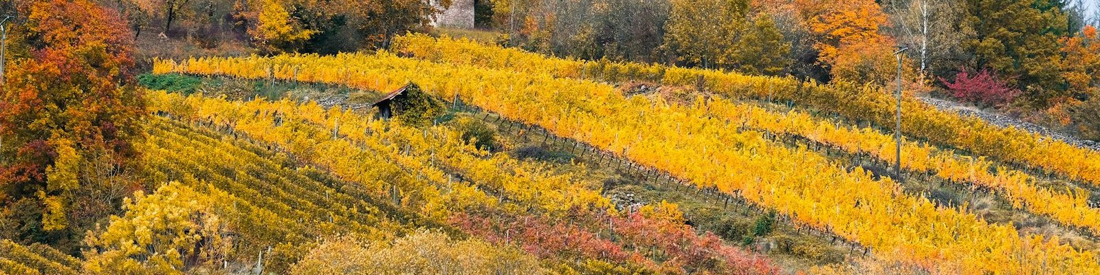 Piedmont - White wine