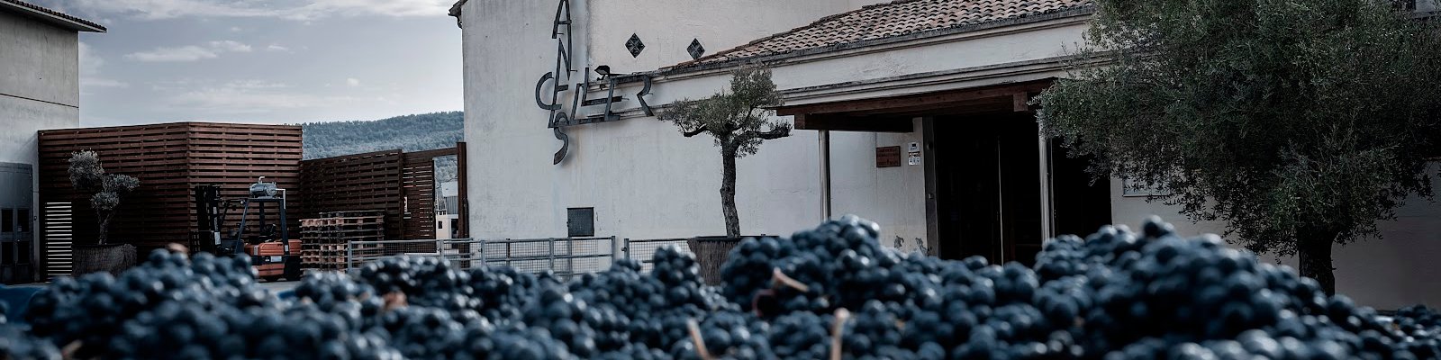 Celler de Capçanes