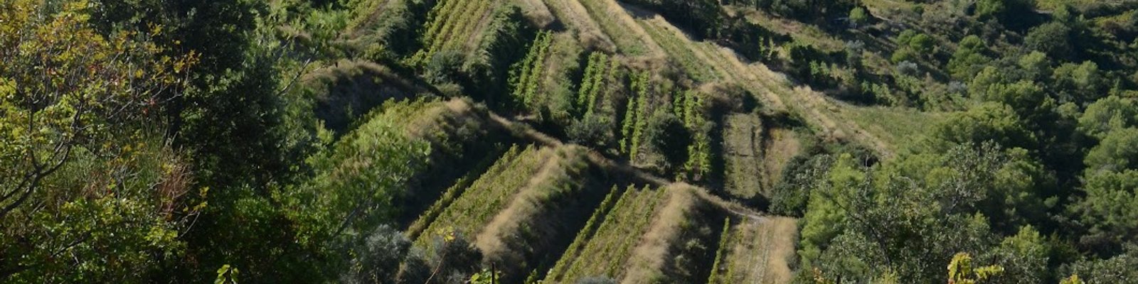 Clos St Vincent