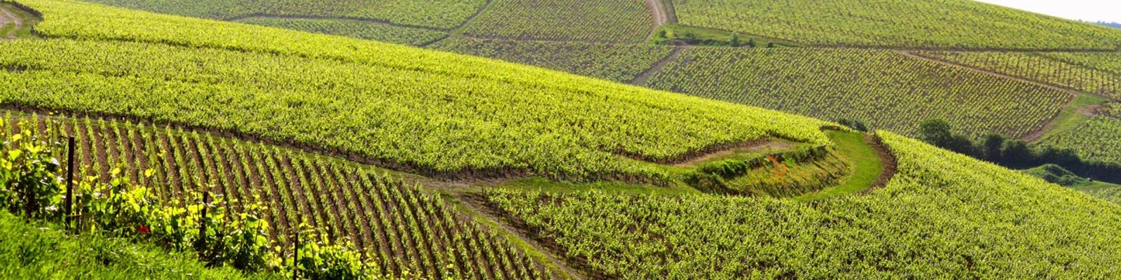 Domaine Laroche