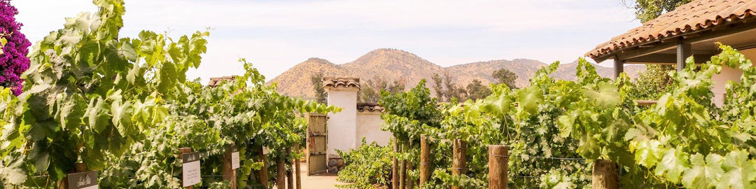 Santa Rita