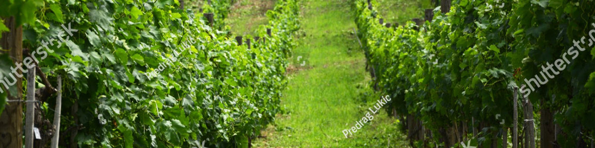 Languedoc