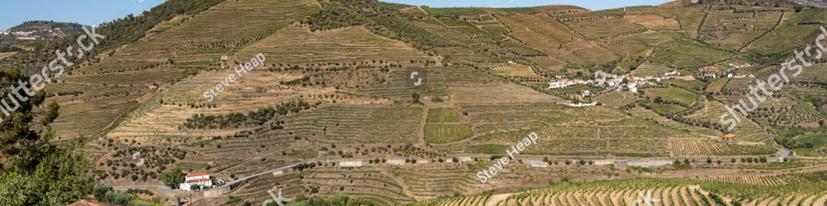 Maipo Valley