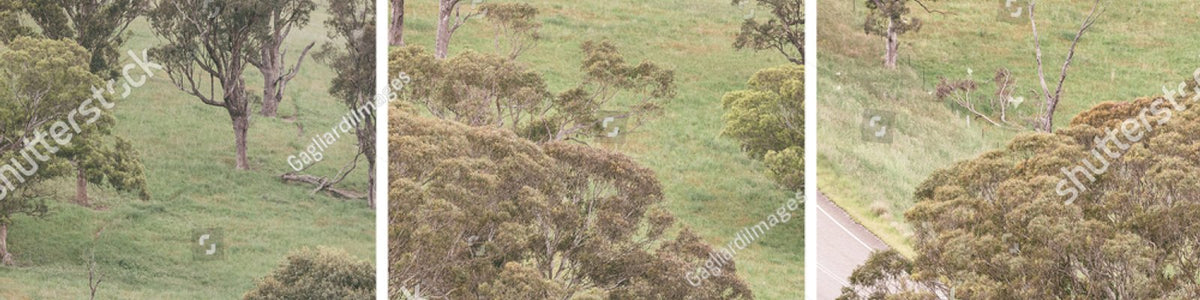 New South Wales