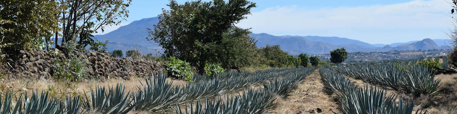 Tequila Reposado
