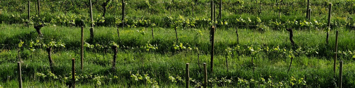 Sardinia - White wine