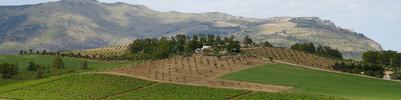 Sicily - red wine